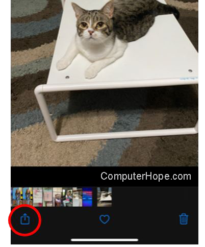 Share icon in Photos app on iPhone.